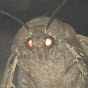 Hypermoth