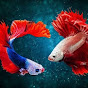 Colorful fish world