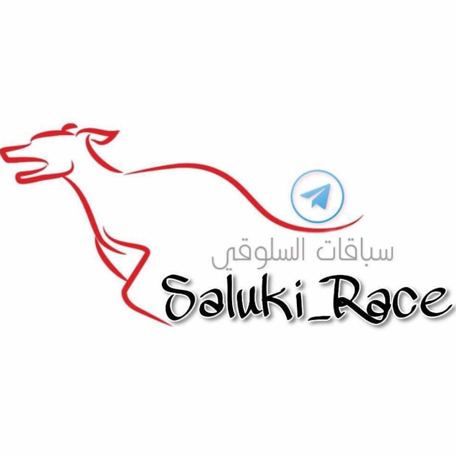 Saluki_Race