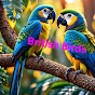 British Birds 