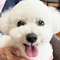 Charu / Bichon Frise x Toy Poodle