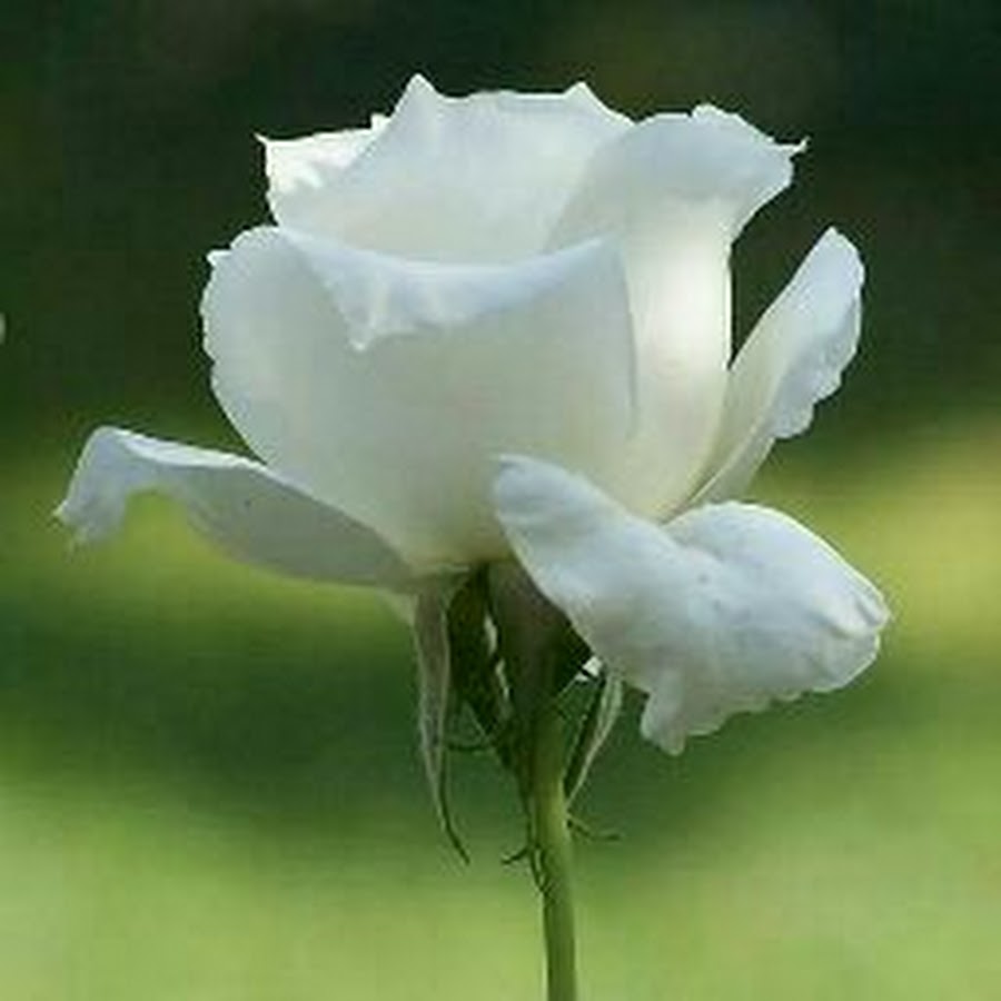 Белый цветок символ чего