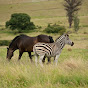 Zebra Not Horse