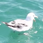 SeagullScenes 