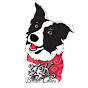 2J 2K Border Collies & Maremma Sheepdogs