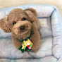 Toy poodle's Life