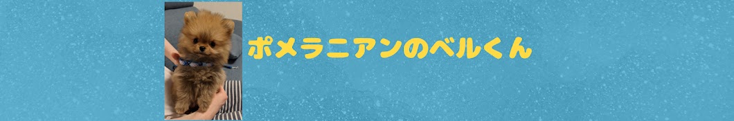 ポメラニアンのベルくん