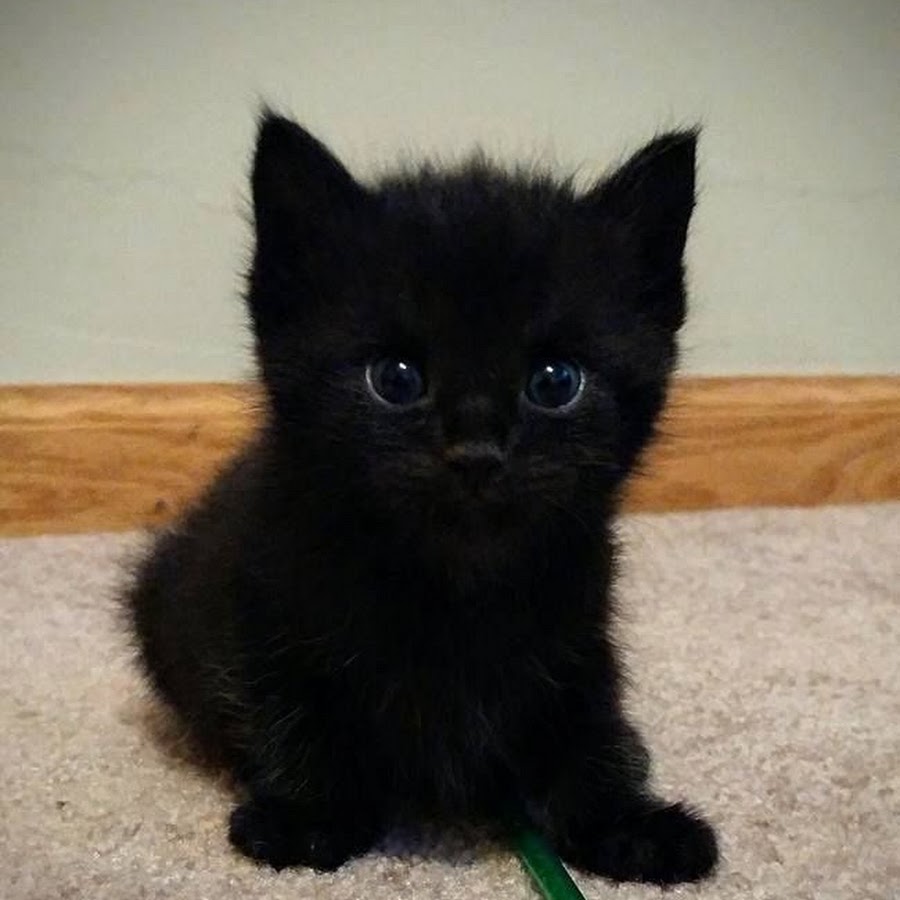 Черный маленький котенок