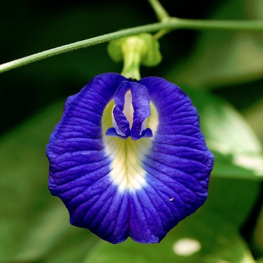 Клитория это. Клитория крупнолистная. Цветок клитория тройчатая. Клитория тройчатая Орхидея. Клитория голубая.