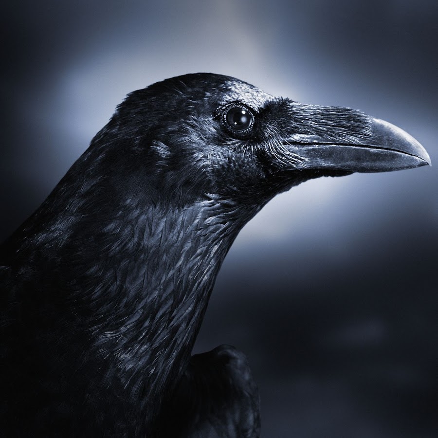 Crow download. Белошейная ворона. Черный ворон. Ворона фото. Глаза ворона.