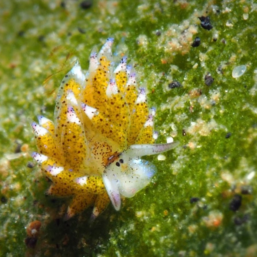 «Овечий лист» (Costasiella kuroshimae)