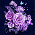 Purple rose