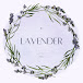 Lavender Diaries