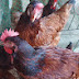 Bibo Rhode island red chicken