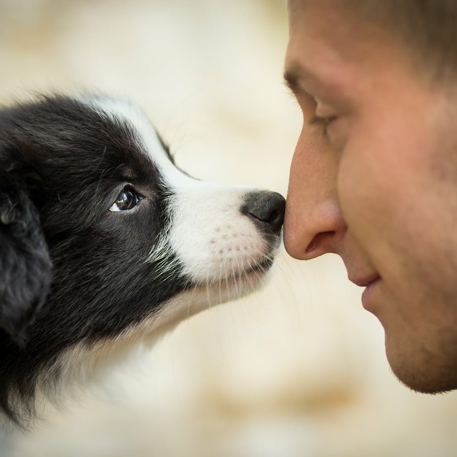 Человек учит собаку. In Dog we Trust картинки. In Dog we Trust.