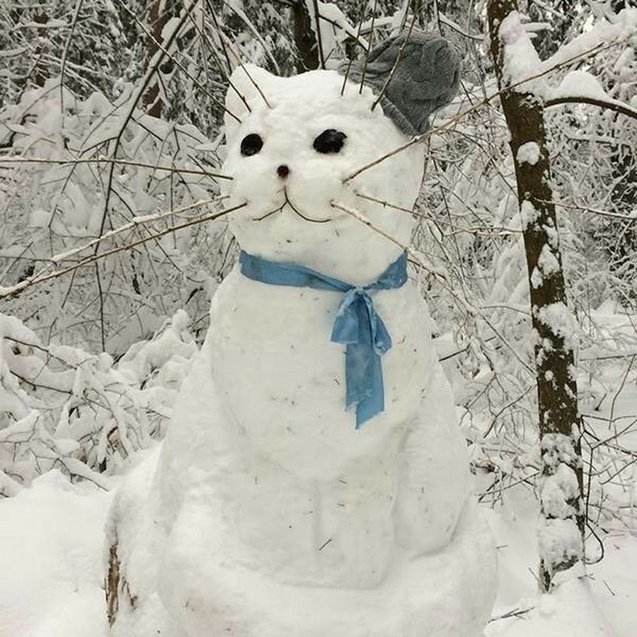 Кот со снегом на голове картинки