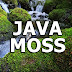 JAVA MOSS