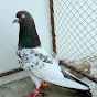 Punjabi Pigeon 125