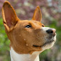 New York City Basenjis