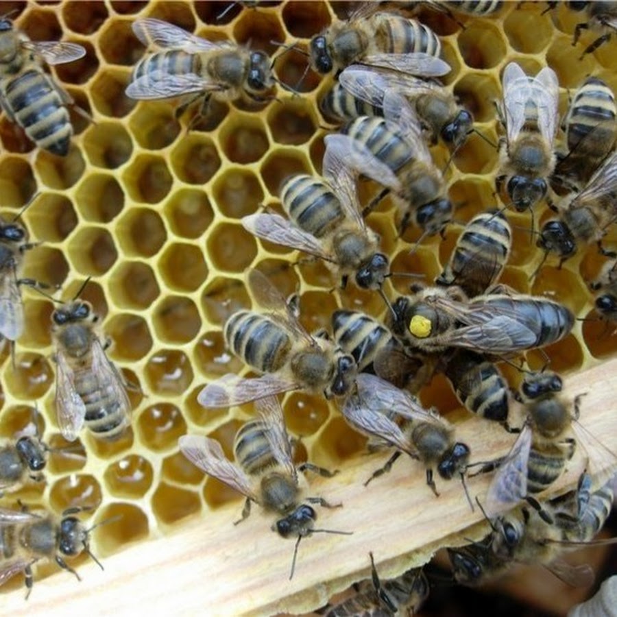 Среднерусская порода пчел