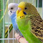 Budgies_ShivaParvathy