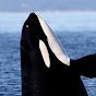 Just an Orca On a stroll