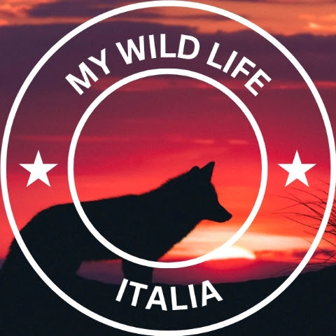 My Wild Life - Italia