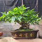  Bonsai quê hương 