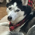 Kira_the_husky