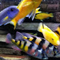 BenAfricanCichlids