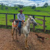 Na_rota da pecuária 🐂