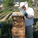 Japanese natural beekeeping