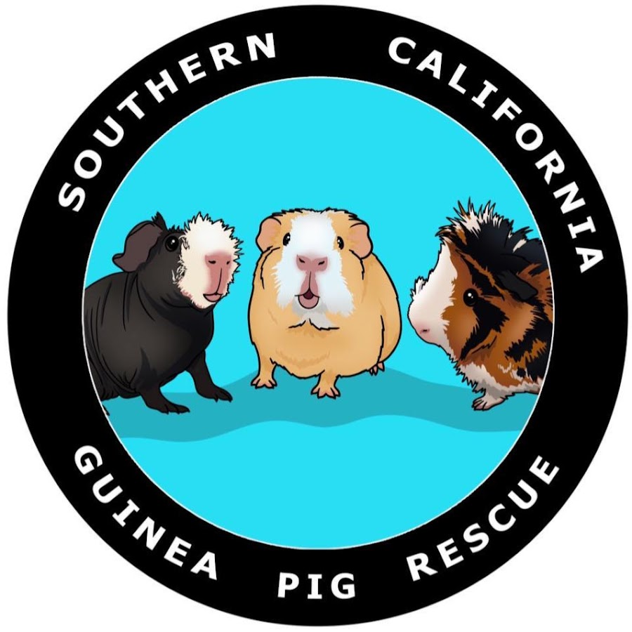 Cage Guide  Southern California Guinea Pig Rescue