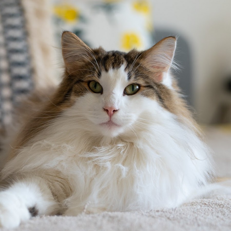 Norwegian Forest Cat Tales