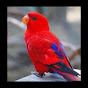 Rainbow Lorikeet parrot Tariq Aziz 