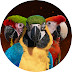 logo Shelby The Macaw