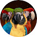 Shelby The Macaw