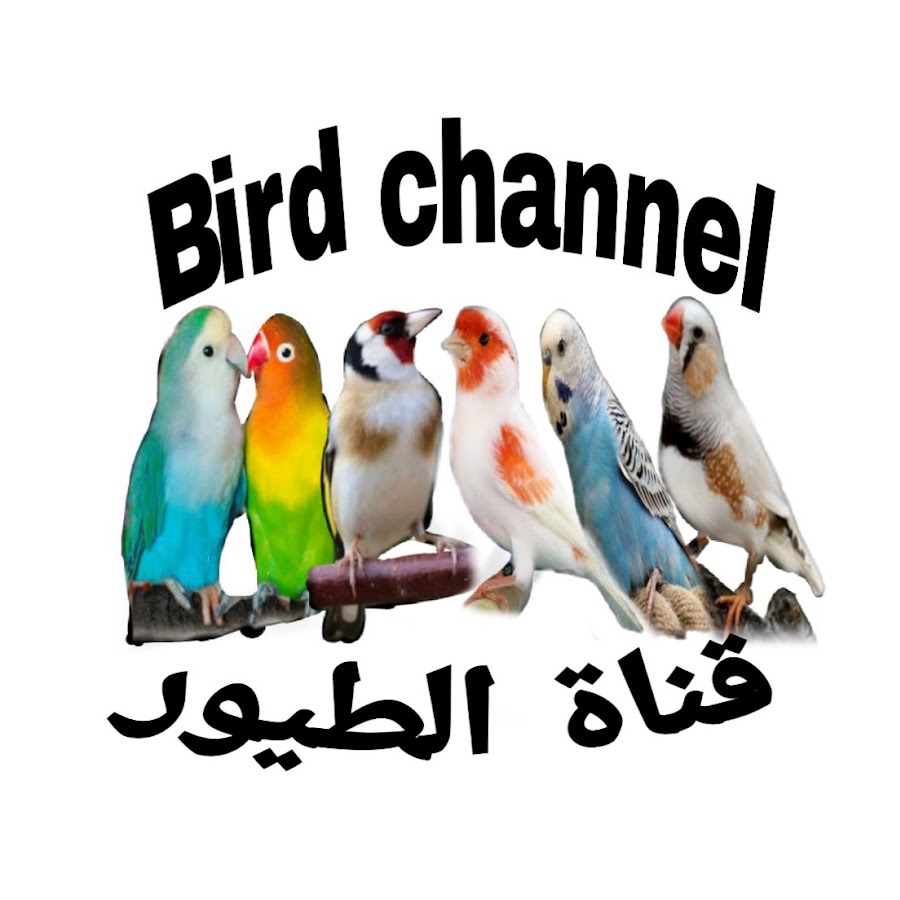 Bird channel قناة الطيور @birdchannele