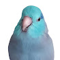 ziki the parrotlet 