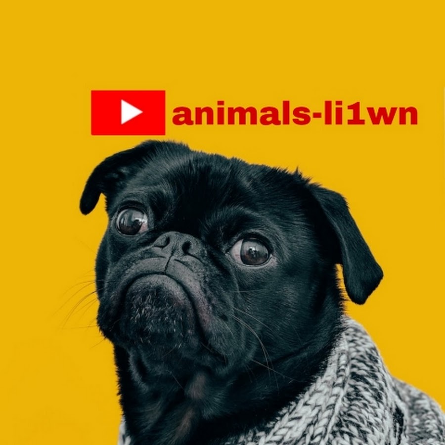 animals - YouTube