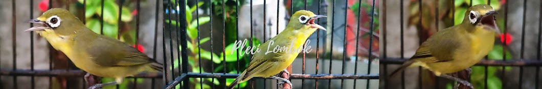 Pleci Lombok