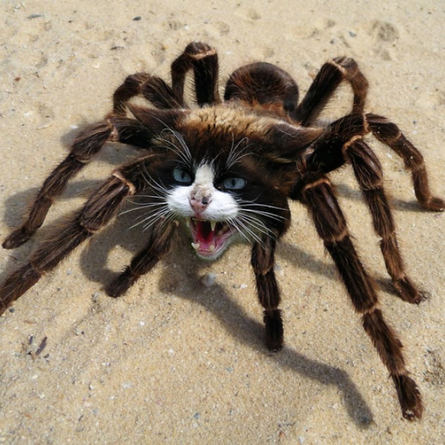 Включи кот паук. Кот паук. Гибрид кота и паука. Лапы тарантула. Паук гибрид.