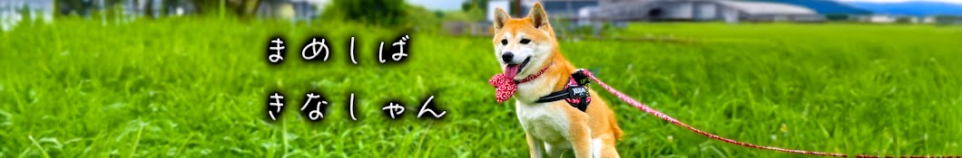 豆柴きなしゃん【柴犬との暮らし】