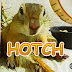 リスのほっち / Hotch The Squirrel