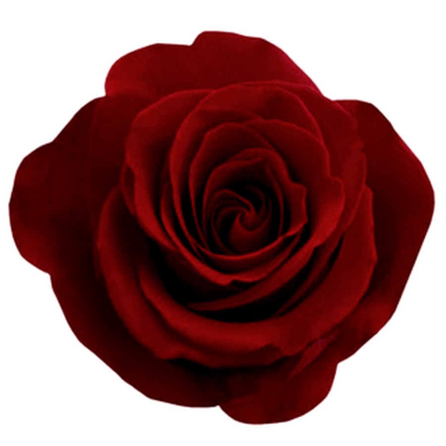 Rose png