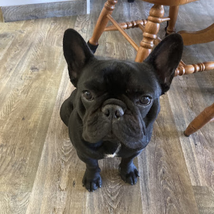 Jet black french store bulldog