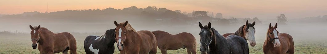 Discover Ohio Horses