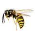 AFlippin'WASP