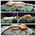 Geckos with Morph Menagerie and AJD reptiles