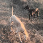 Nicolas González (galgos de campo)